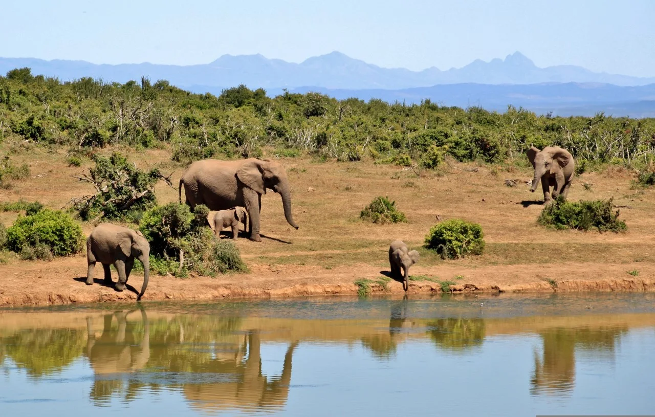 Elephants South Africa