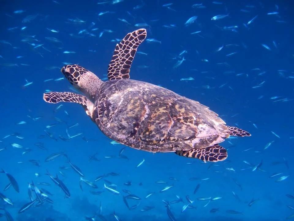 Maldives turtle