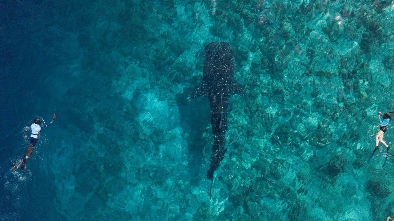 Maldives whale shark