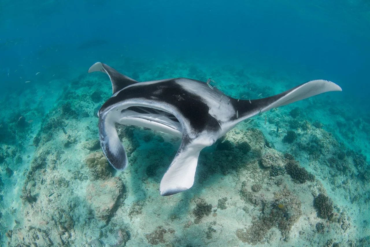 Maldives manta 1