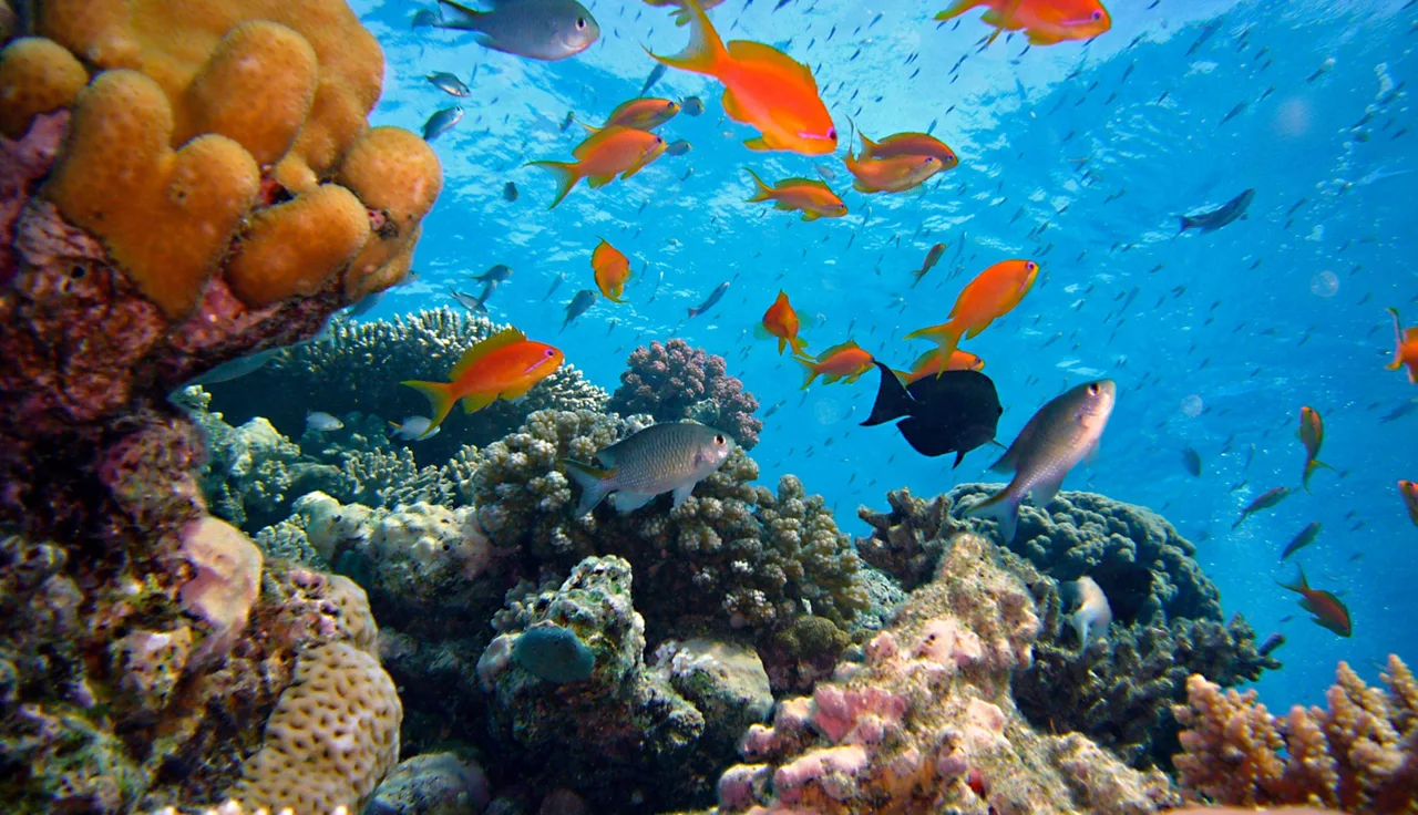 Maldives