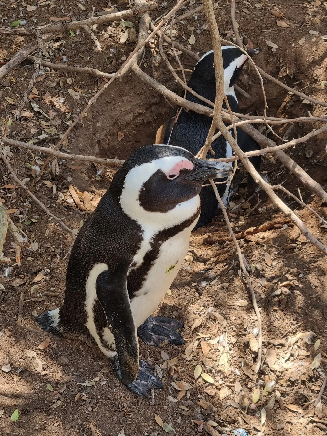 Cape Penguins
