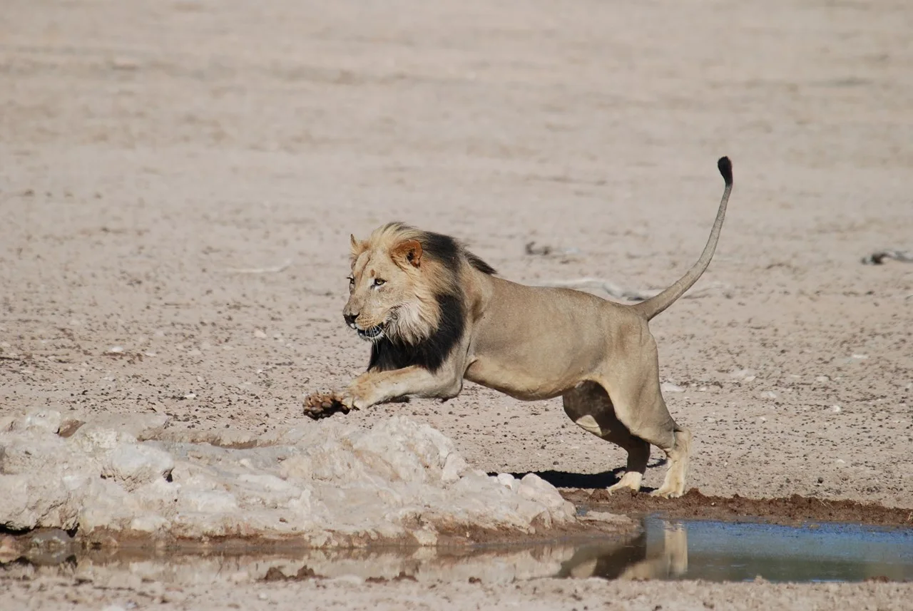 Lion South Africa